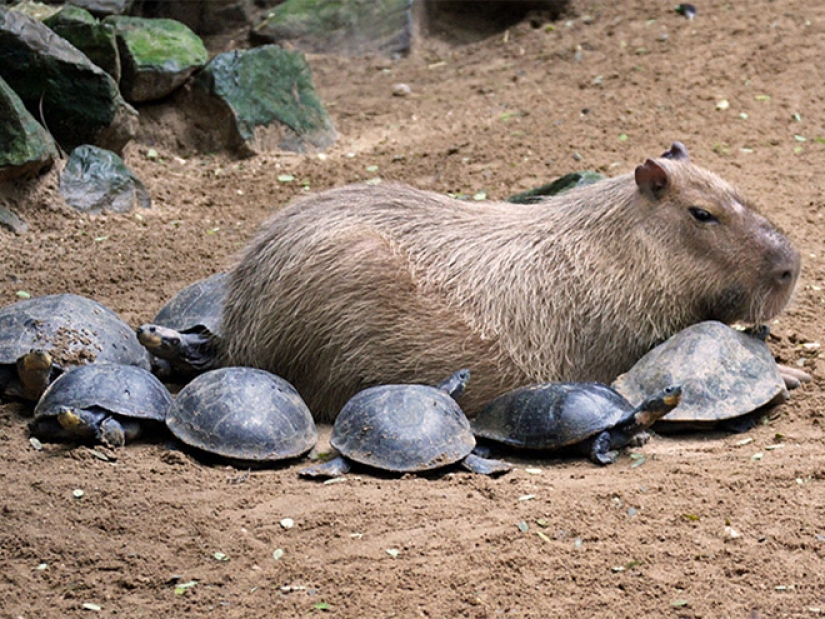 20 evidencia de que los capibaras son los más lindos y simpáticos animales en el mundo