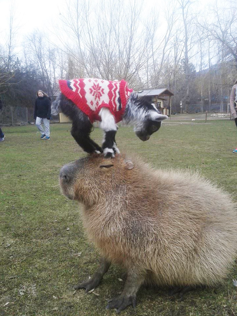 20 evidencia de que los capibaras son los más lindos y simpáticos animales en el mundo