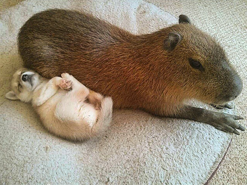 20 evidencia de que los capibaras son los más lindos y simpáticos animales en el mundo