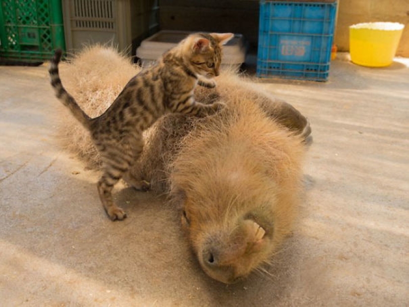 20 evidencia de que los capibaras son los más lindos y simpáticos animales en el mundo