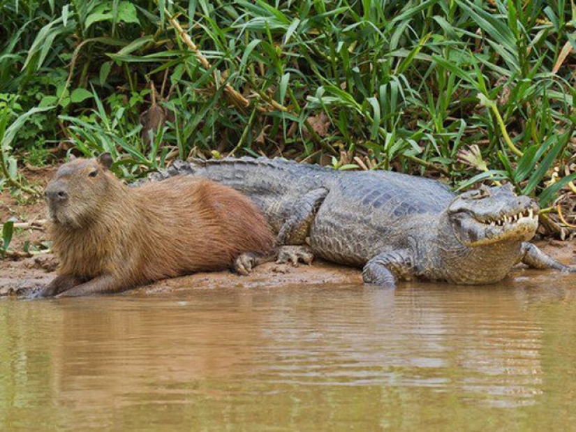 20 evidencia de que los capibaras son los más lindos y simpáticos animales en el mundo