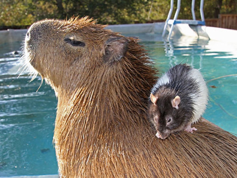 20 evidencia de que los capibaras son los más lindos y simpáticos animales en el mundo