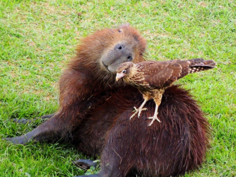 20 evidencia de que los capibaras son los más lindos y simpáticos animales en el mundo