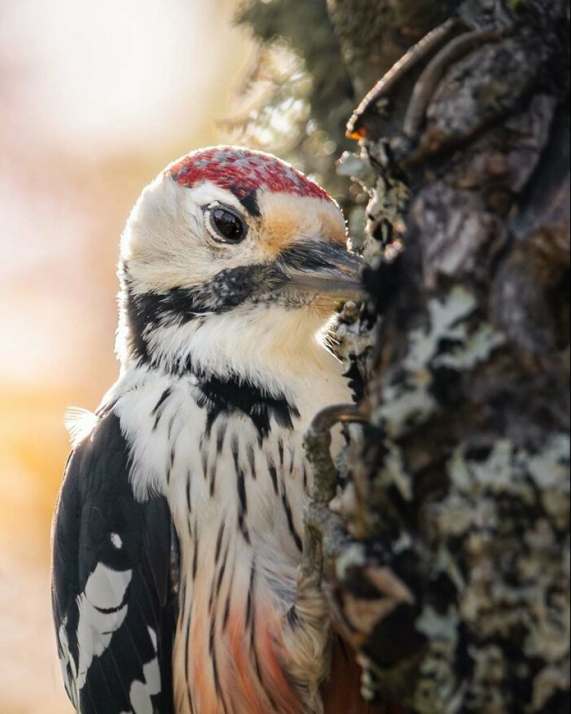 20 Fascinating Photos Bringing You Closer To Wildlife, Taken By This Finnish Photographer