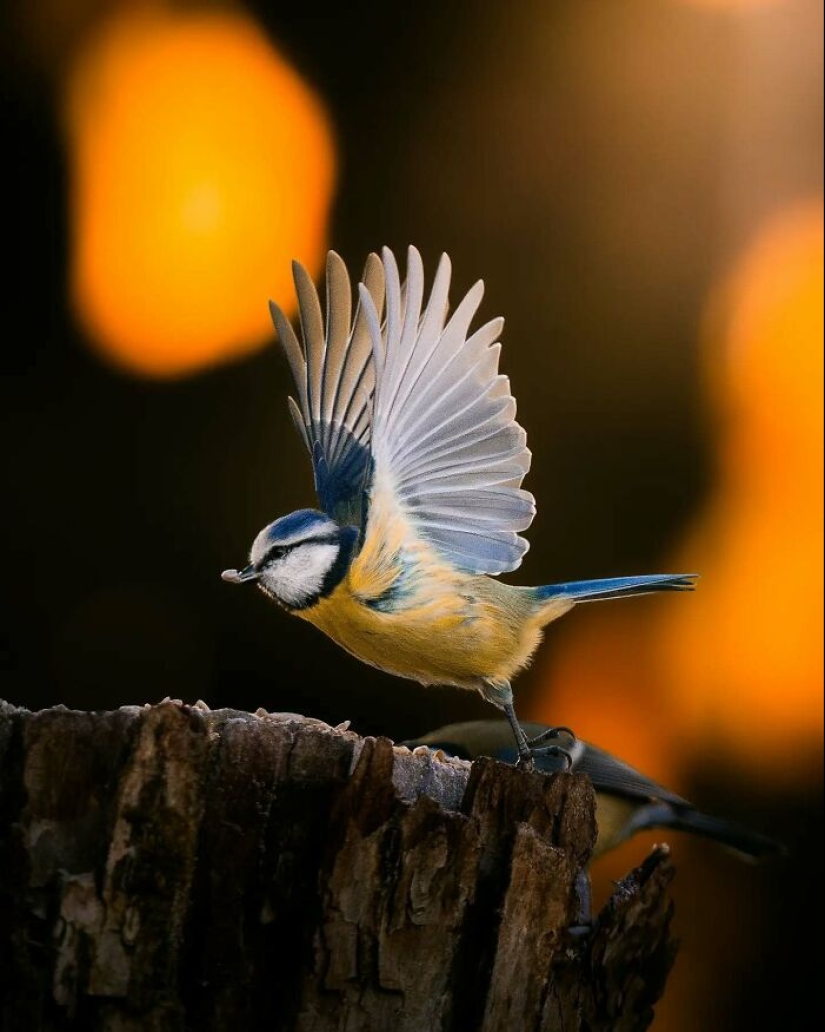 20 Fascinating Photos Bringing You Closer To Wildlife, Taken By This Finnish Photographer