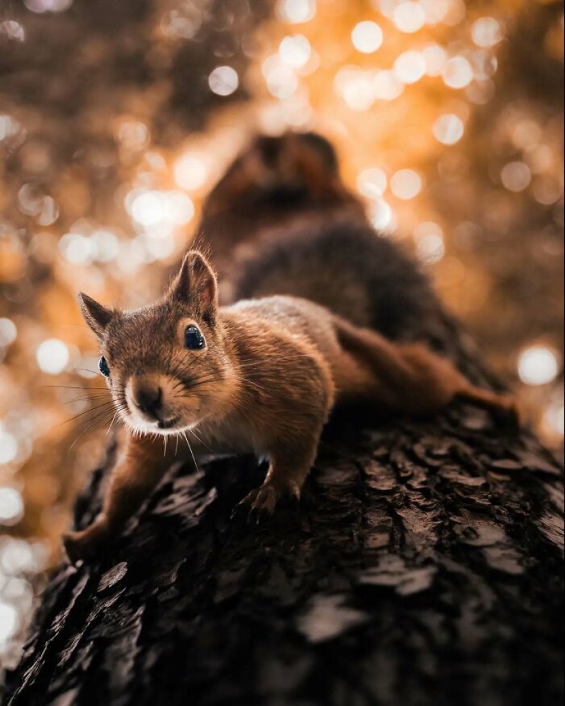 20 Fascinating Photos Bringing You Closer To Wildlife, Taken By This Finnish Photographer