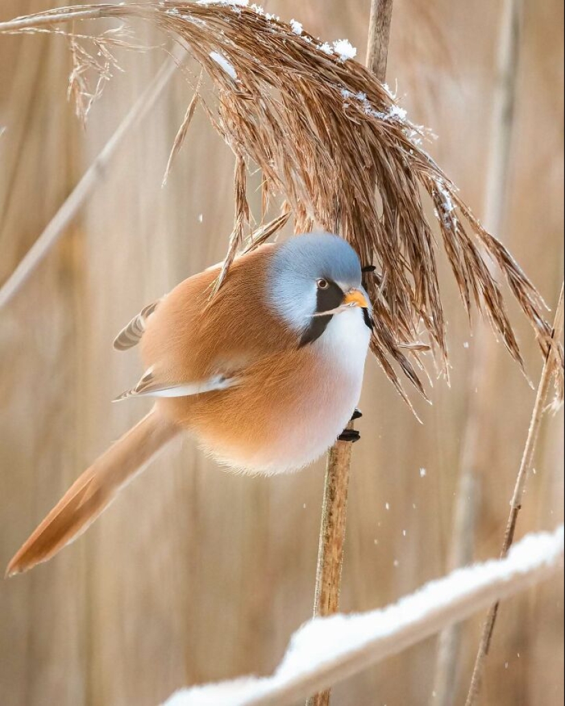 20 Fascinating Photos Bringing You Closer To Wildlife, Taken By This Finnish Photographer