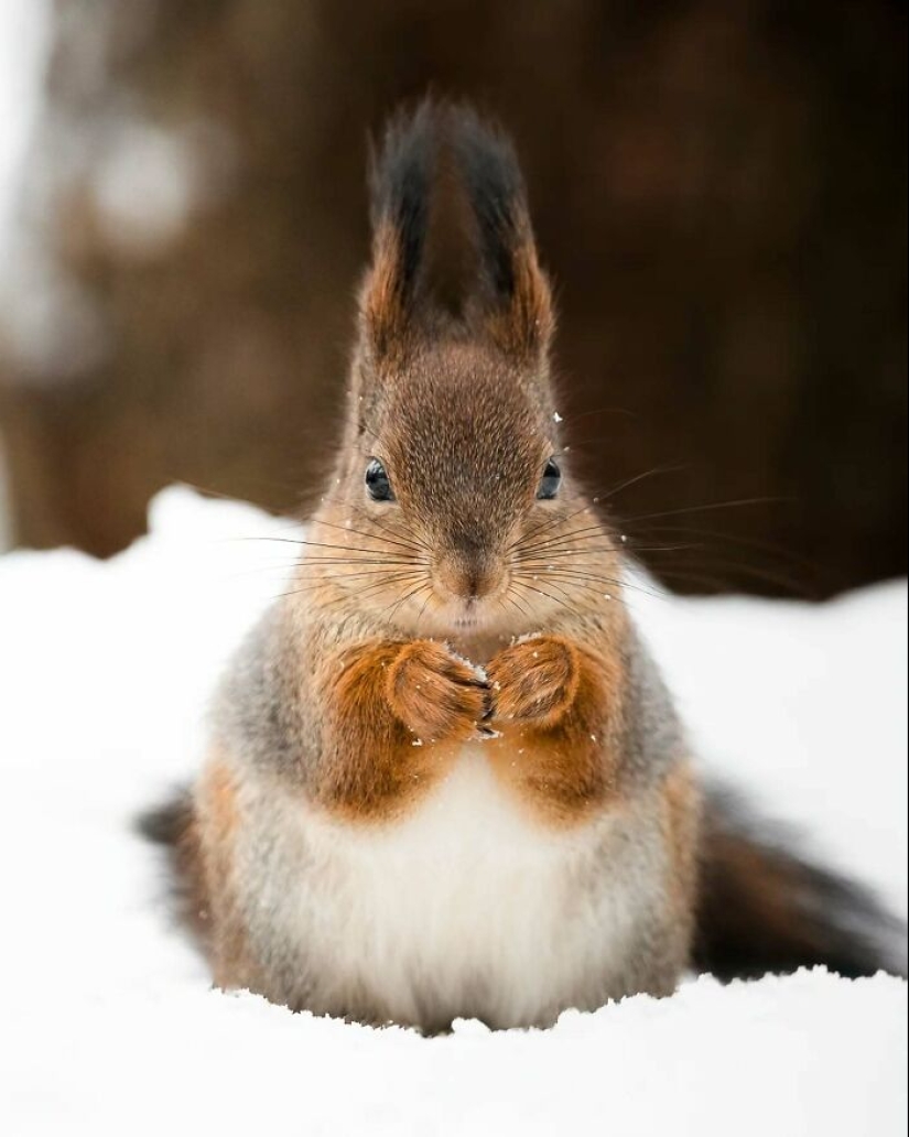 20 Fascinating Photos Bringing You Closer To Wildlife, Taken By This Finnish Photographer