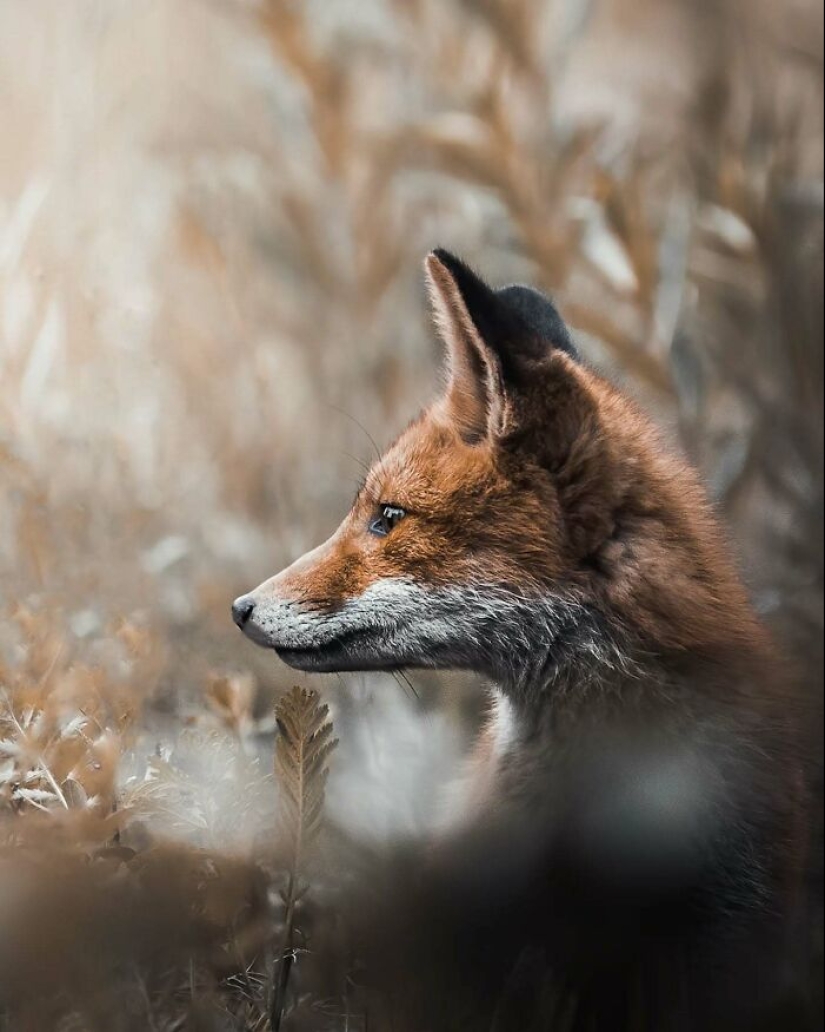 20 Fascinating Photos Bringing You Closer To Wildlife, Taken By This Finnish Photographer