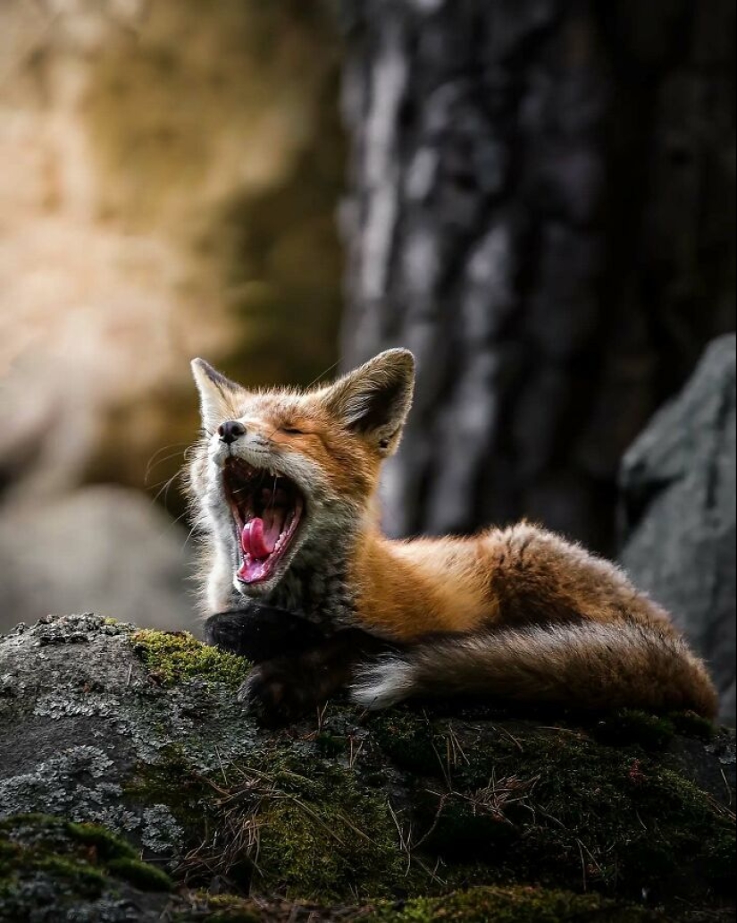 20 Fascinating Photos Bringing You Closer To Wildlife, Taken By This Finnish Photographer