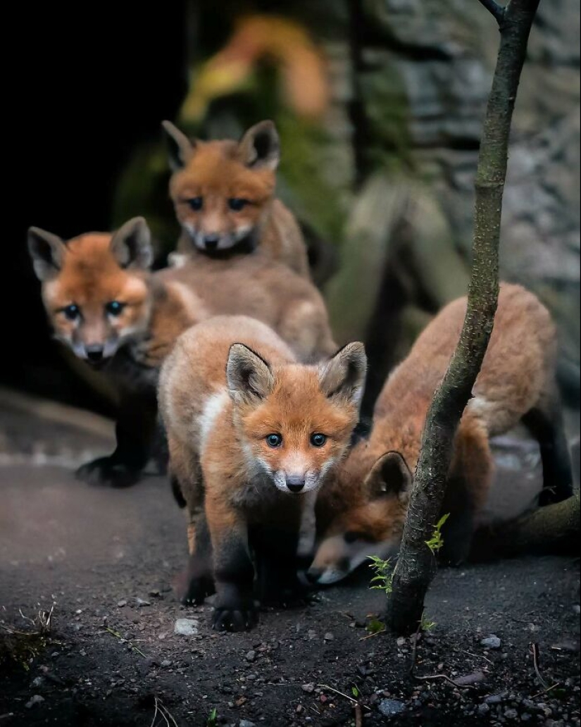 20 Fascinating Photos Bringing You Closer To Wildlife, Taken By This Finnish Photographer