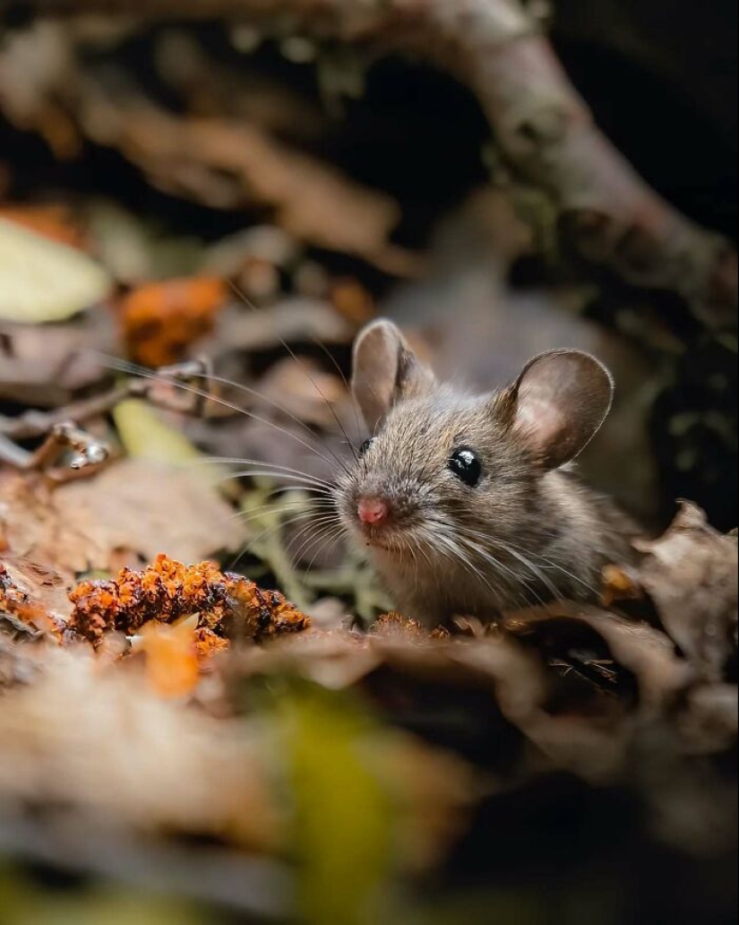 20 Fascinating Photos Bringing You Closer To Wildlife, Taken By This Finnish Photographer