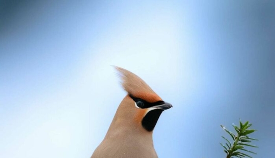 20 Fascinating Photos Bringing You Closer To Wildlife, Taken By This Finnish Photographer