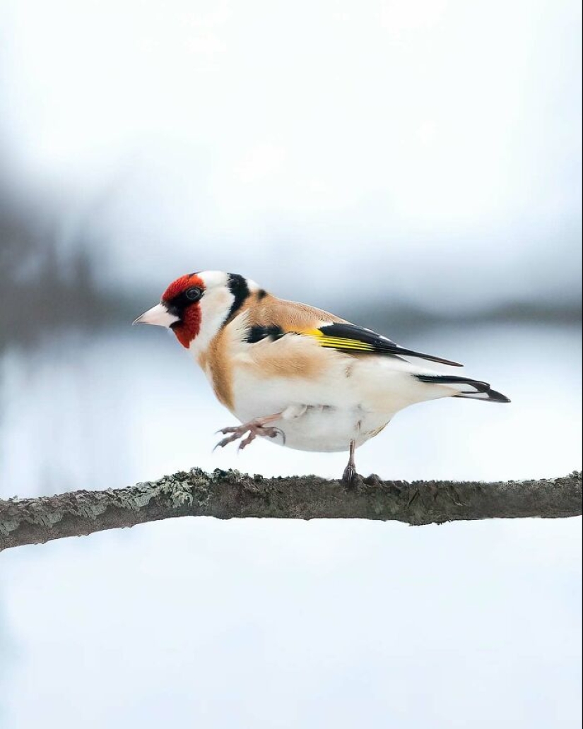 20 Fascinating Photos Bringing You Closer To Wildlife, Taken By This Finnish Photographer