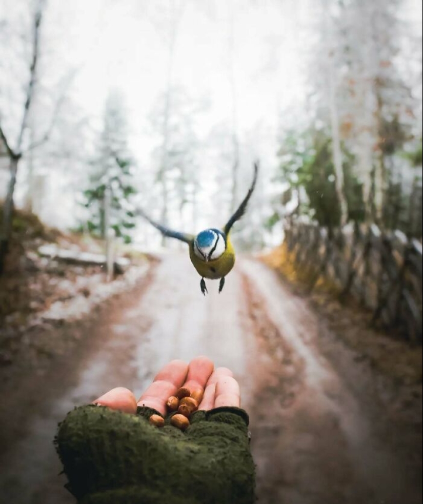 20 Fascinating Photos Bringing You Closer To Wildlife, Taken By This Finnish Photographer