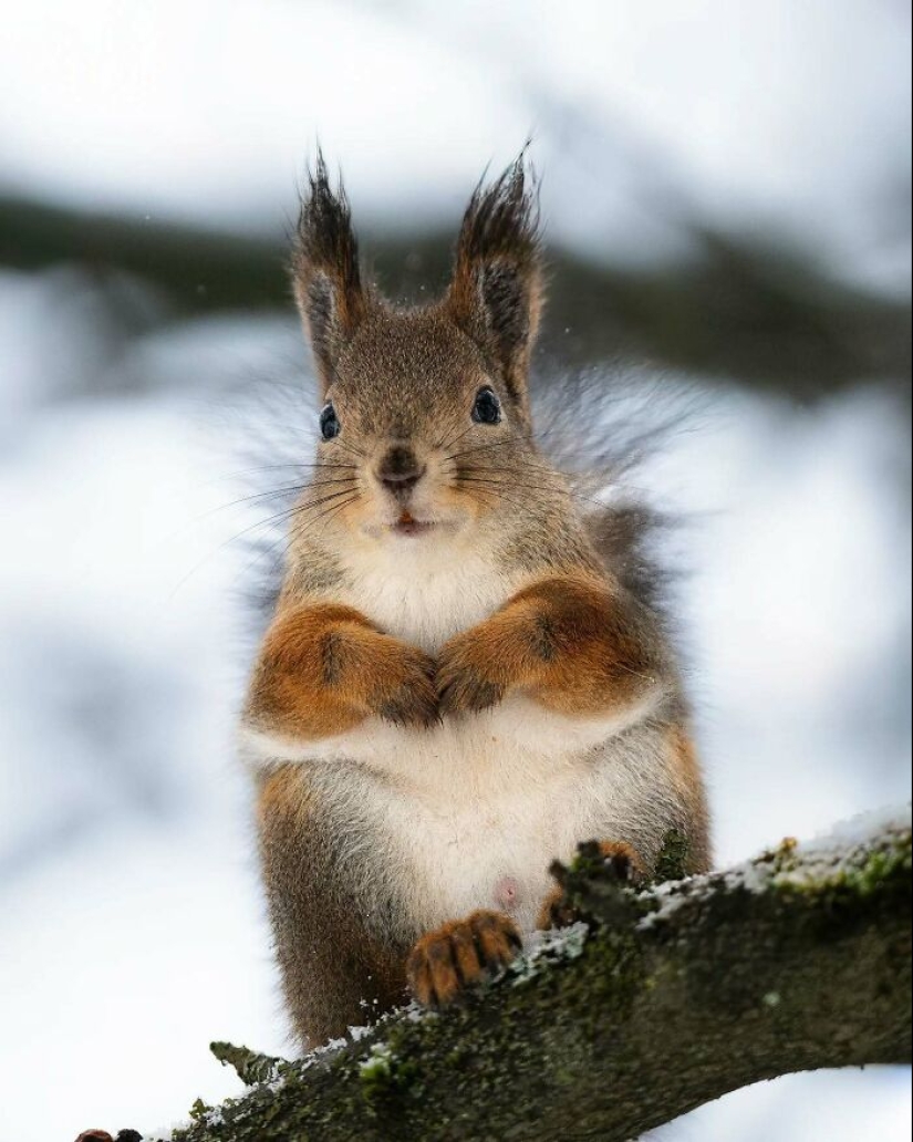 20 Fascinating Photos Bringing You Closer To Wildlife, Taken By This Finnish Photographer