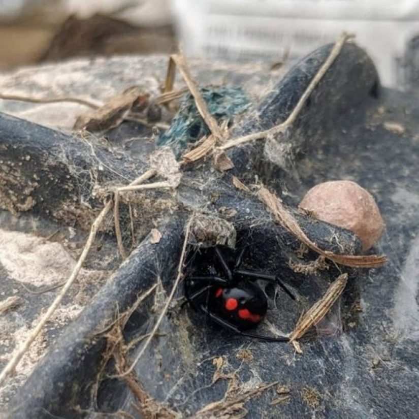 20 foto con una araña enorme, de la que arachnophobe horrorizarse