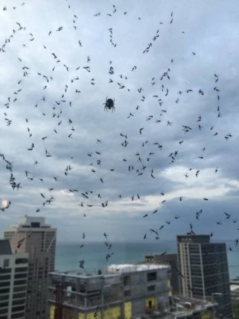 20 foto con una araña enorme, de la que arachnophobe horrorizarse