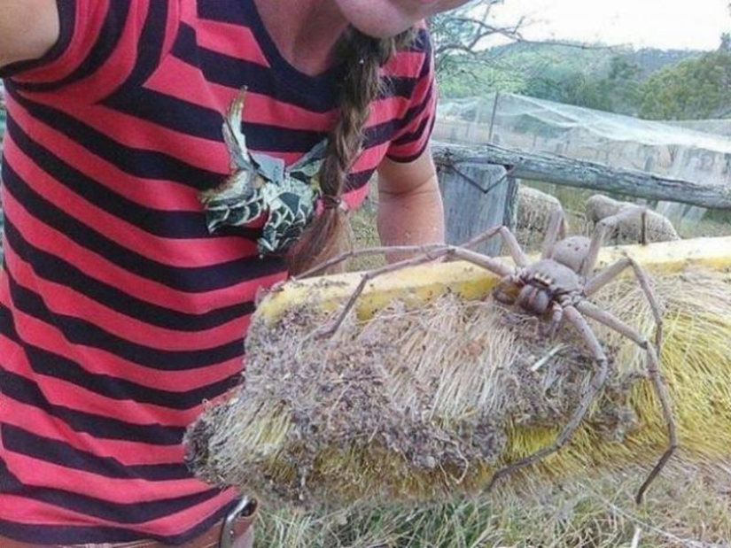 20 foto con una araña enorme, de la que arachnophobe horrorizarse