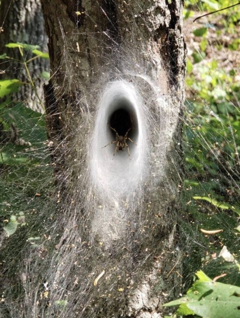 20 foto con una araña enorme, de la que arachnophobe horrorizarse