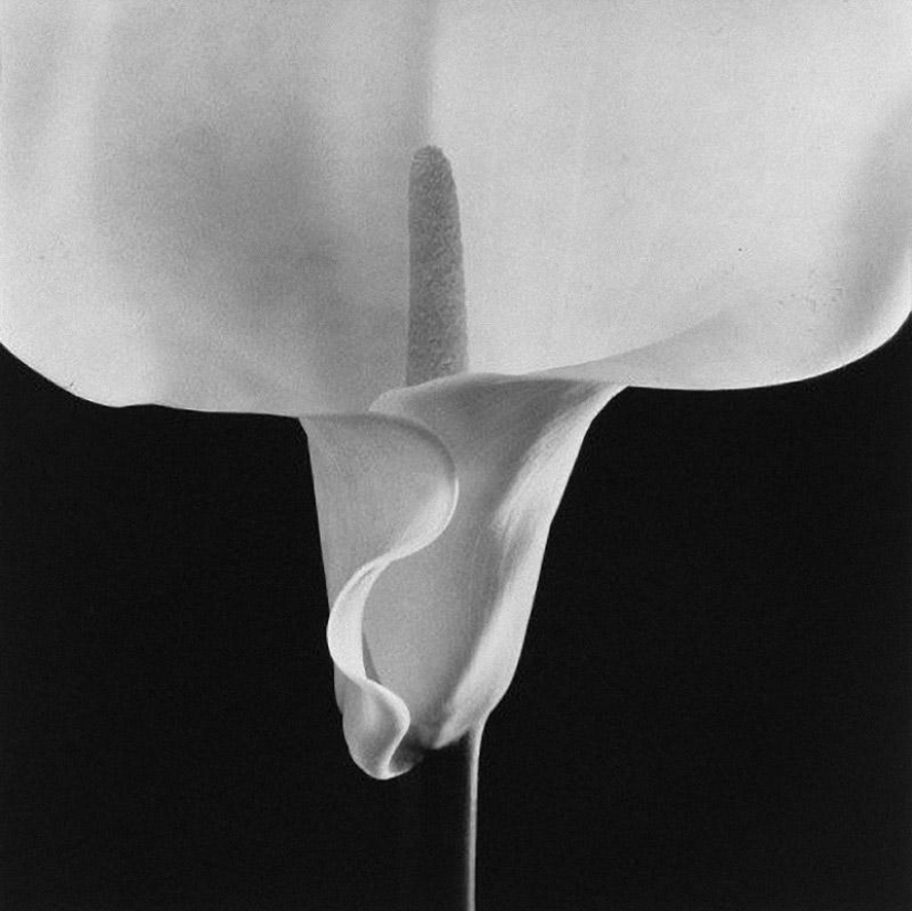 20 fotografías icónicas de Robert Mapplethorpe