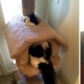 20 fotos de gatos haciendo de tontos y cosas graciosas