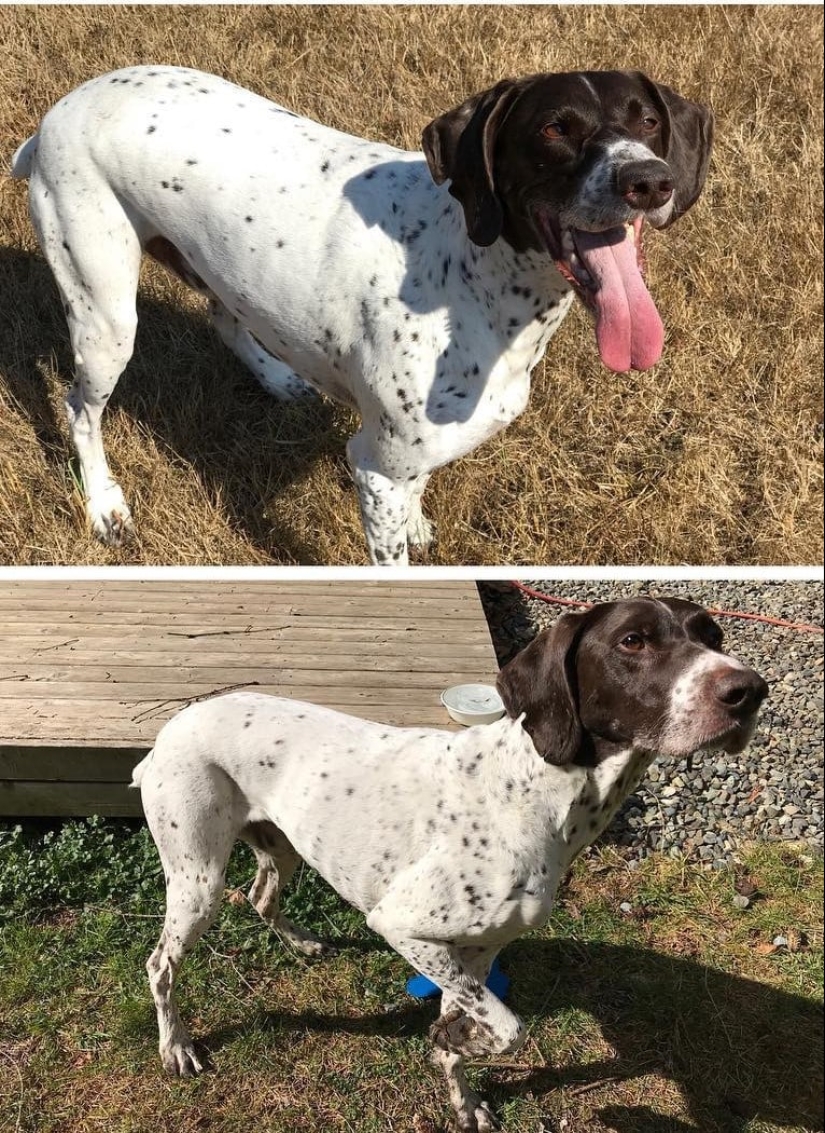 20 fotos de perros antes y después de que se llevó en las piernas y fue capaz de bajar de peso