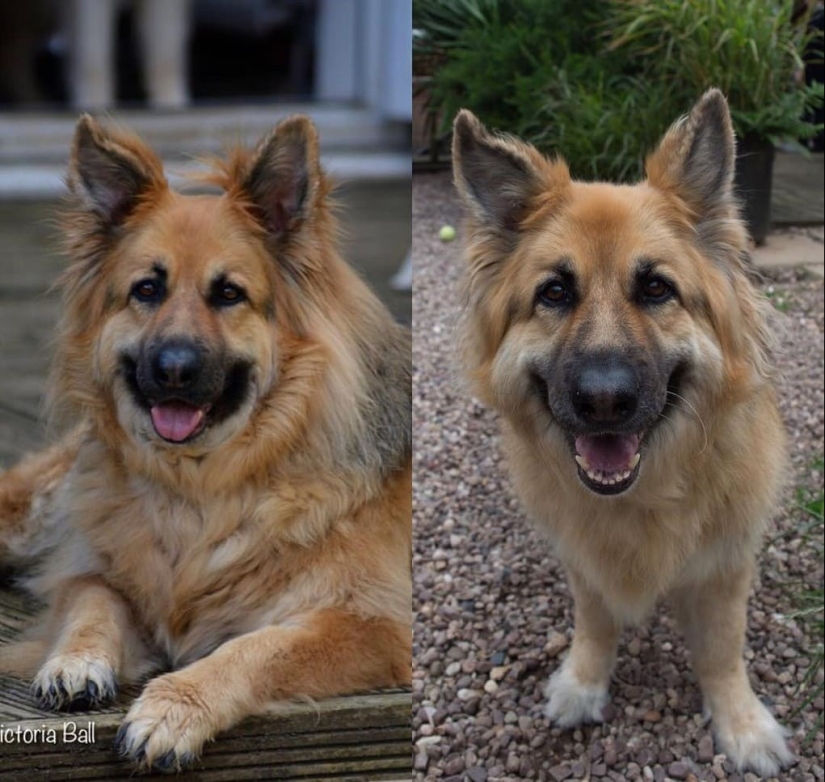 20 fotos de perros antes y después de que se llevó en las piernas y fue capaz de bajar de peso