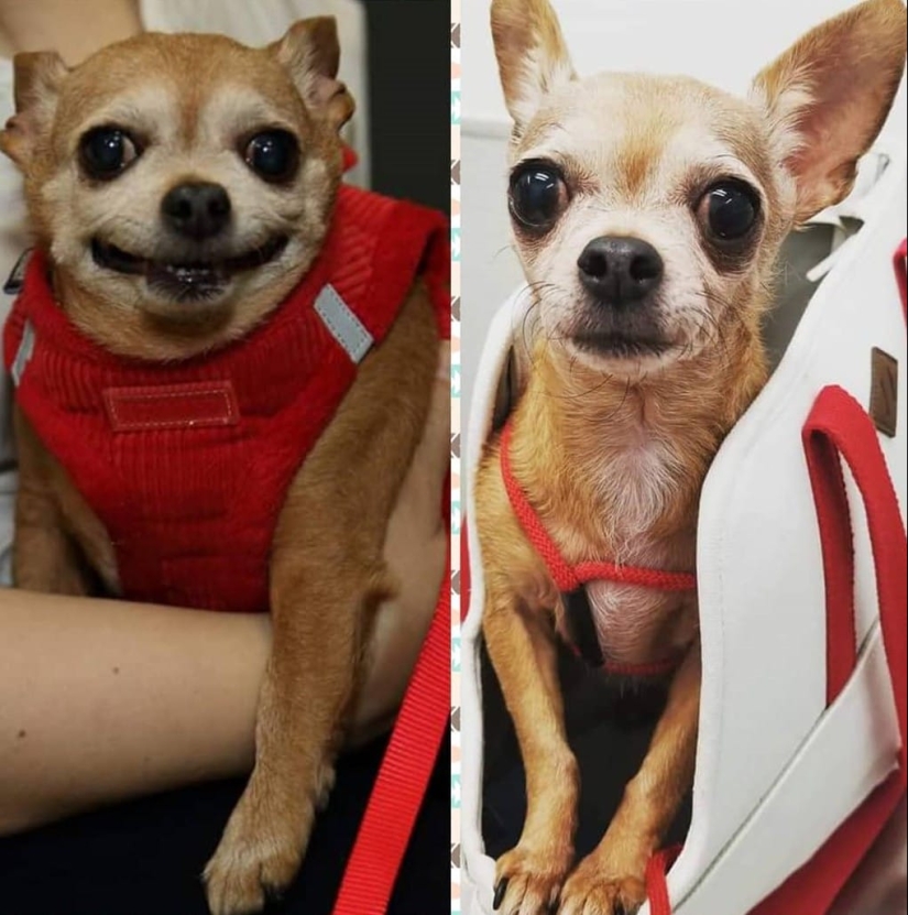 20 fotos de perros antes y después de que se llevó en las piernas y fue capaz de bajar de peso