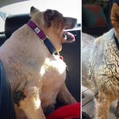 20 fotos de perros antes y después de que se llevó en las piernas y fue capaz de bajar de peso