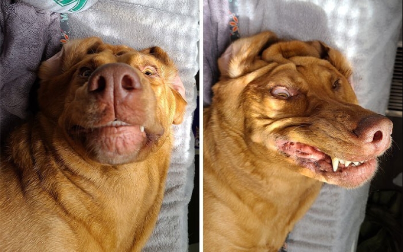 20 + fotos divertidas de perros con los que algo claramente salió mal