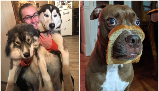 20 + fotos divertidas de perros con los que algo claramente salió mal