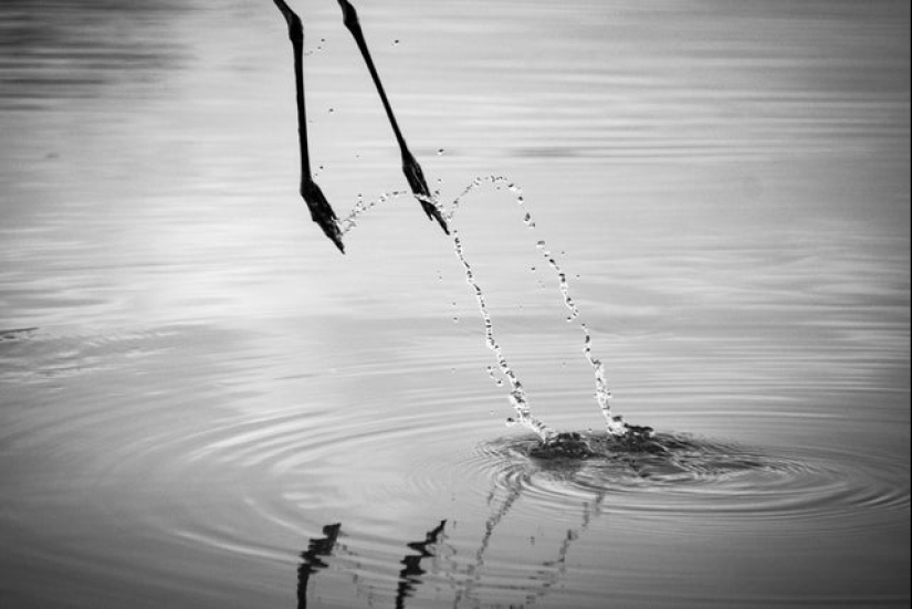 20 fotos geniales de la categoría "en el momento adecuado en el lugar adecuado"