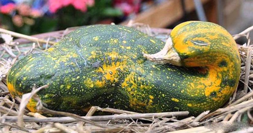 20 fruits and vegetables that forgot they're plants