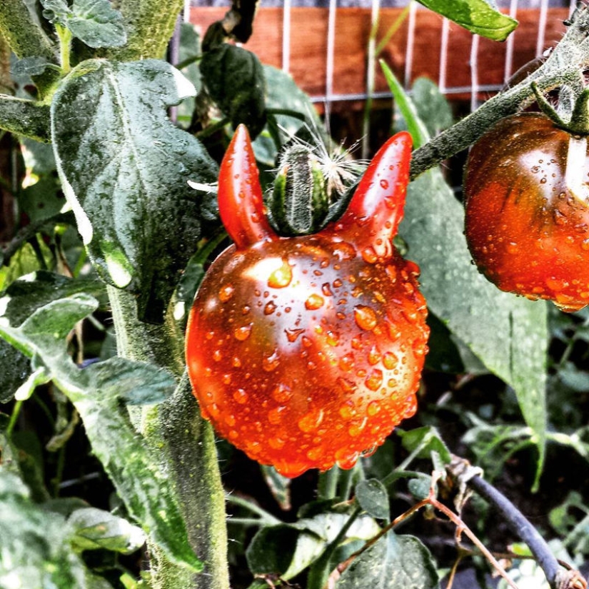 20 fruits and vegetables that forgot they're plants