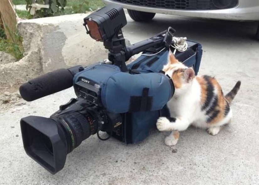 20 funny hardworking cats who were looking forward to the weekend