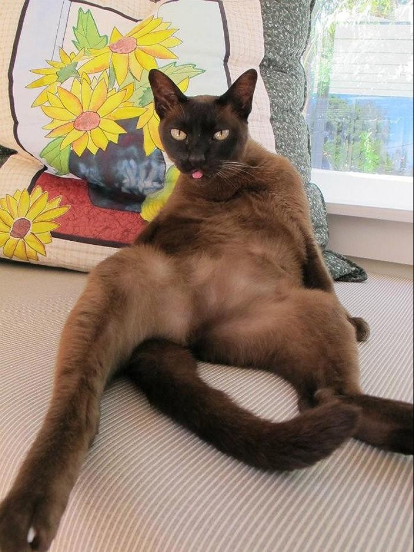 20 funny little animals who think they are very sexy