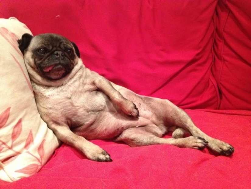 20 funny little animals who think they are very sexy