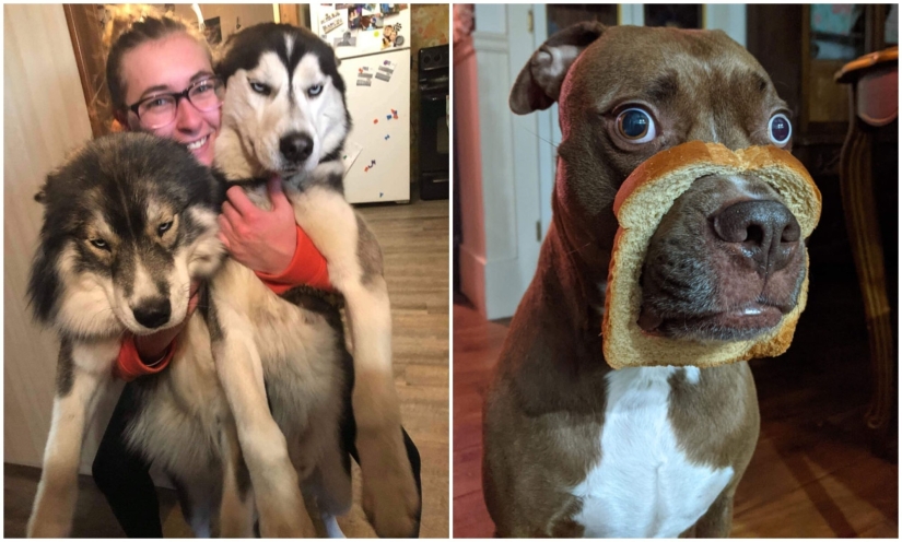 20 + funny photos of dogs with which something clearly went wrong