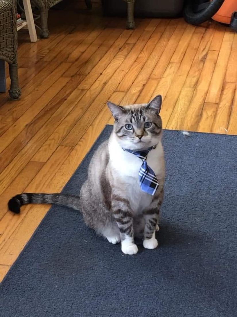 20 gatos divertidos y trabajadores que esperaban con ansias el fin de semana