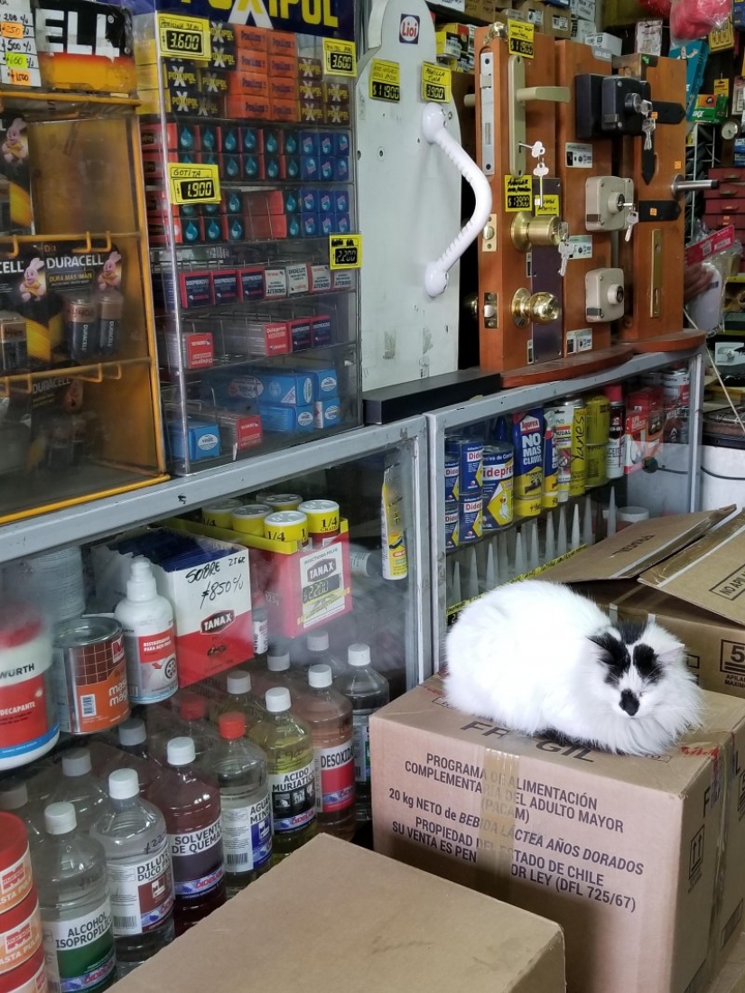 20 gatos divertidos y trabajadores que esperaban con ansias el fin de semana