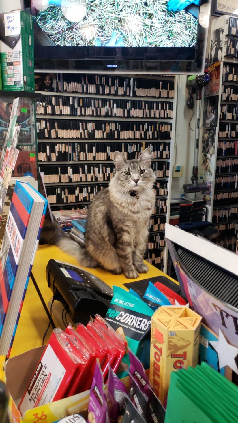 20 gatos divertidos y trabajadores que esperaban con ansias el fin de semana