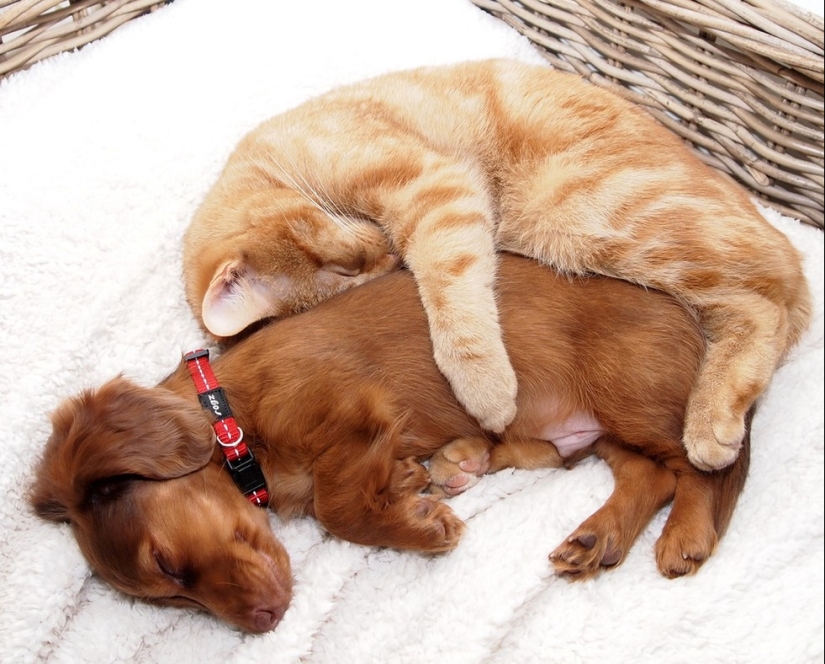 20 gatos que están enamorados de los perros