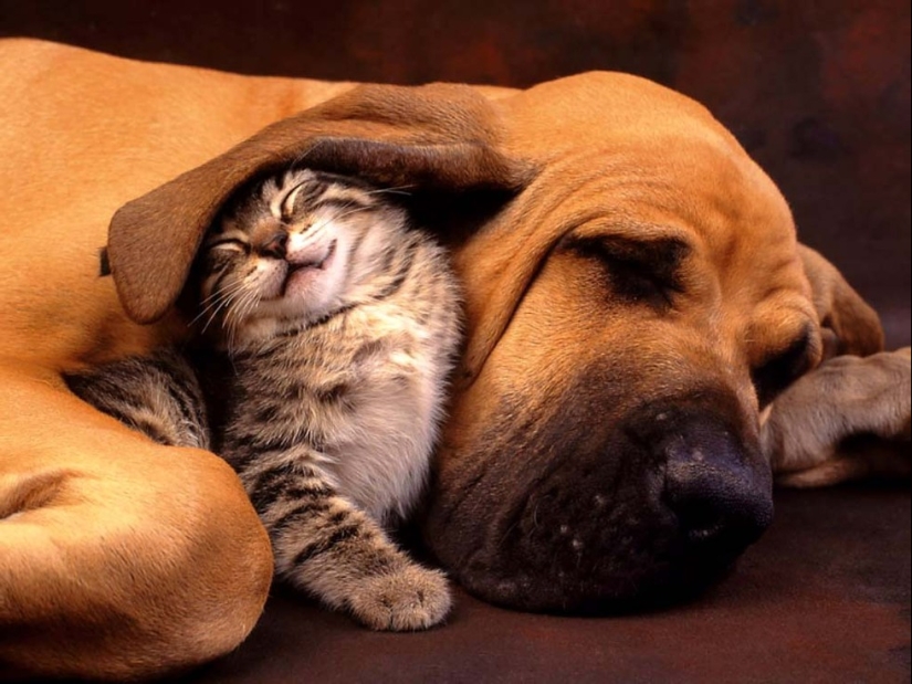 20 gatos que están enamorados de los perros