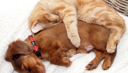 20 gatos que están enamorados de los perros