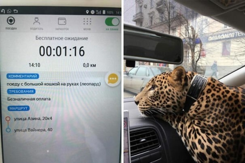 20 good stories that will restore your faith in taxi