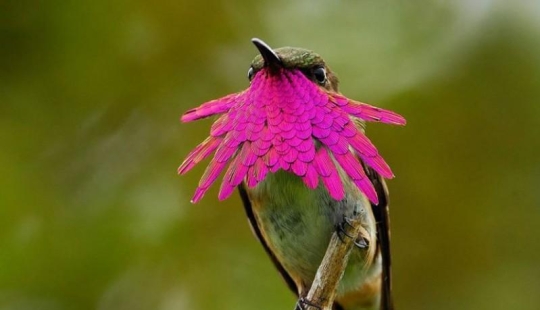 20 hummingbirds close-up - amazing beauty of tiny birds