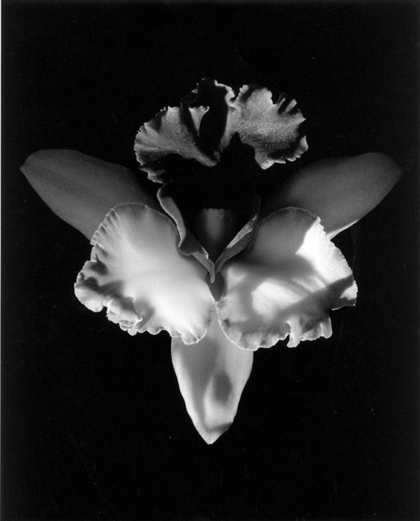 20 iconic photographs by Robert Mapplethorpe