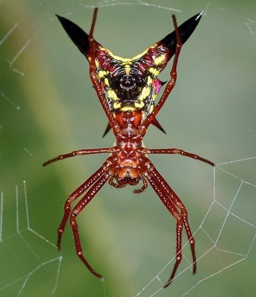 20 increíbles insectos y arañas, cuya existencia es difícil de creer