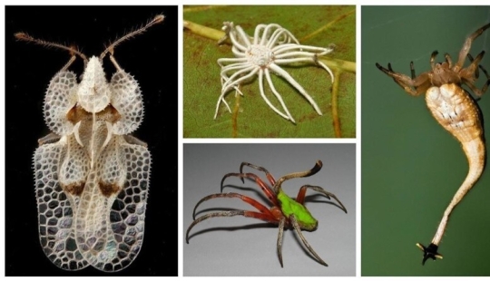 20 increíbles insectos y arañas, cuya existencia es difícil de creer